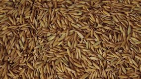 Rotating dry paddy seeds in slow motion. Top view of rice. Asian traditional food close up