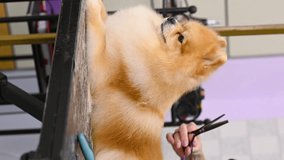 A groomer with scissors in his hands cuts a Pomeranian dog in a specialized pet care salon.vertical video
