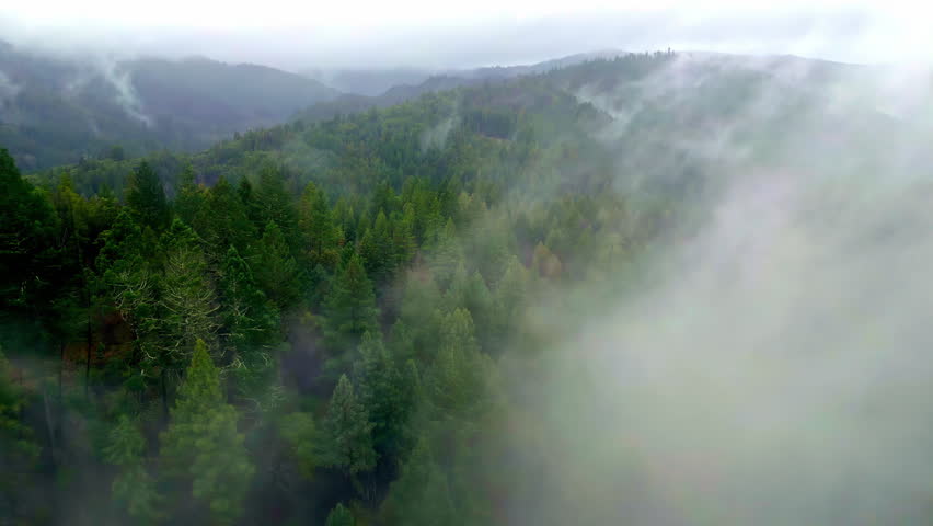  Aerial view over foggy forest in the mountains of Muir Woods National Monument, in USA