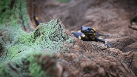 Spotted fire salamander stands out on a moss-covered tree stump in the autumn forest. UHD 4k video