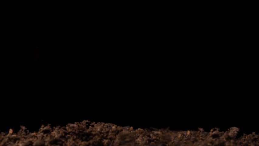 Growing plants in spring, timelapse. Sprouts germination newborn Green seedling