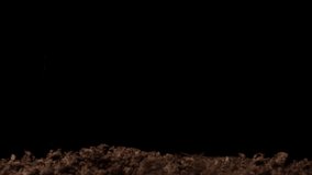 Growing plants in spring, timelapse. Sprouts germination newborn Green seedling - Powered by Shutterstock - Get 15% off with code: PIKWIZARD15