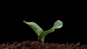 Growing plants in spring, timelapse. Sprouts germination newborn Green seedling - Powered by Shutterstock - Get 15% off with code: PIKWIZARD15