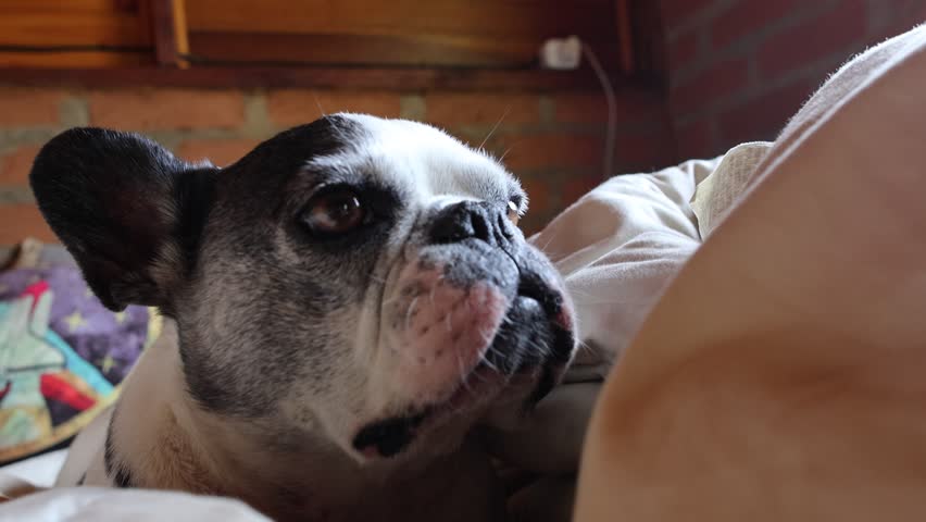 French Bulldog lying on a bed, almost about to sleep.