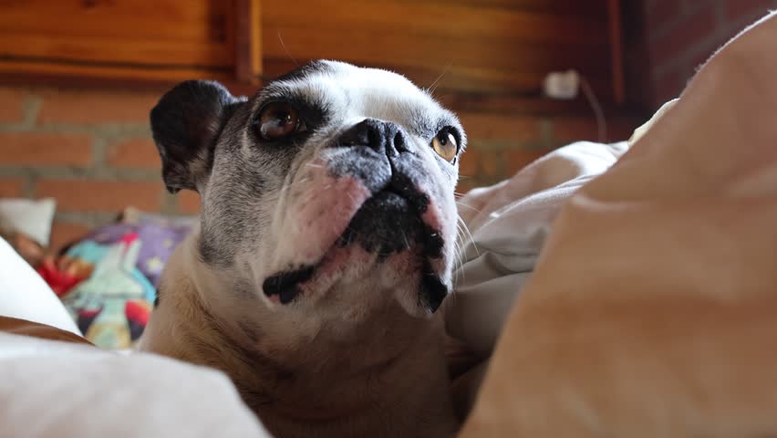 French Bulldog lying on a bed, almost about to sleep.