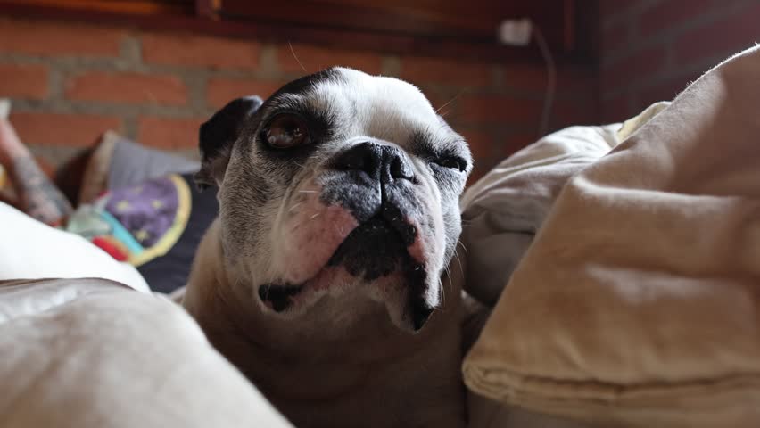 French Bulldog lying on a bed, almost about to sleep.