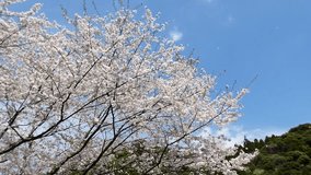 Cherry blossoms blooming in the Japanese countryside. This is a fantastic video of cherry blossom petals dancing in the wind.Cherry blossom petals are cheerfully scattered by the wind.