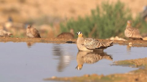 Male Crowned Sandgrouse (Pterocles coronatus) drinking water in the desert and flying away Stockvideó