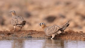 Male Crowned Sandgrouse (Pterocles coronatus) drinking water in the desert