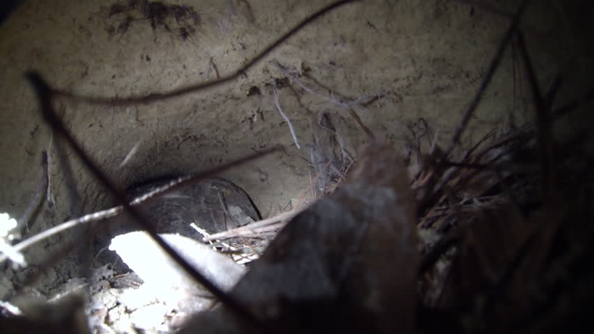 Rare footage inside a Gopher Tortoise (Gopherus polyphemus) burrow. February in