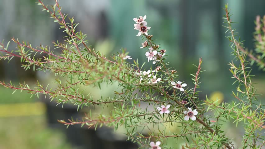 Manuka tree with cute flowers blowing by the wind. Manuka flowers provide the nectar that makes Manuka honey. Manuka is a prolific shrub-type tree, native to New Zealand. Royalty-Free Stock Footage #3437135011