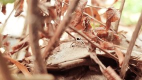 Footage of wild animal life, such as this video of a spider in the wild, a small spider that is perfectly camouflaged with its surroundings, dry leaves and twigs to trap its prey.