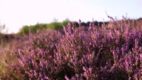 Close up still of blooming purple heath with side light