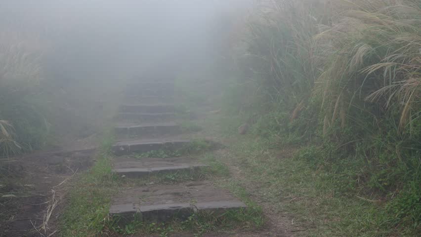 Woman go hiking with hold trekking pole in the forest under foggy mist weather