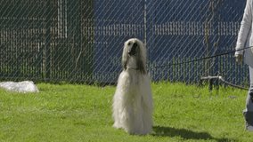 This video shows a pair of beautiful afghan hounds on leashes in a grassy park.