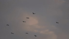 Bird flock flying on sunset sky background, video shows a flock of birds flying in the sky, bird shaped like a goose fly in a V shape, orange sky, partly cloudy on morning sunlight of sunny silhouette
