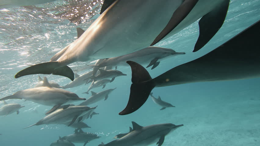 Common Dolphins playing in the blue water of Red sea. Underwater shot of wild dolphin taking breath. Aquatic marine animals in their natural habitat. Closeup of friendly bottlenose. Wildlife nature Royalty-Free Stock Footage #3437375575