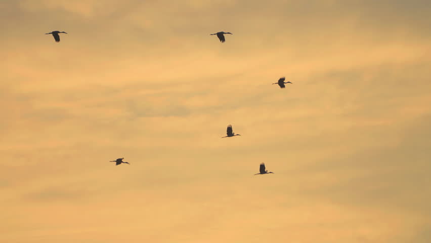 Bird flock flying on sunset sky background, video shows a flock of birds flying in the sky, bird shaped like a goose fly in a V shape, orange sky, partly cloudy on morning sunlight of sunny silhouette Royalty-Free Stock Footage #3437375641
