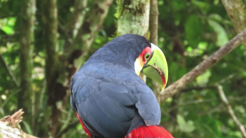 The red-breasted toucan or green-billed toucan (Ramphastos dicolorus)