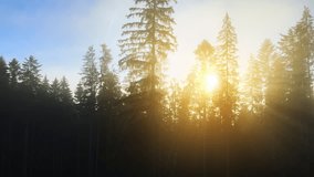 Foggy pine woods at sunset with spruce trees and sun rays shining through branches in autumn mountains - Powered by Shutterstock - Get 15% off with code: PIKWIZARD15