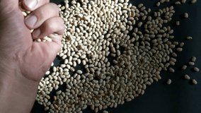 Human hand selecting grains from beans