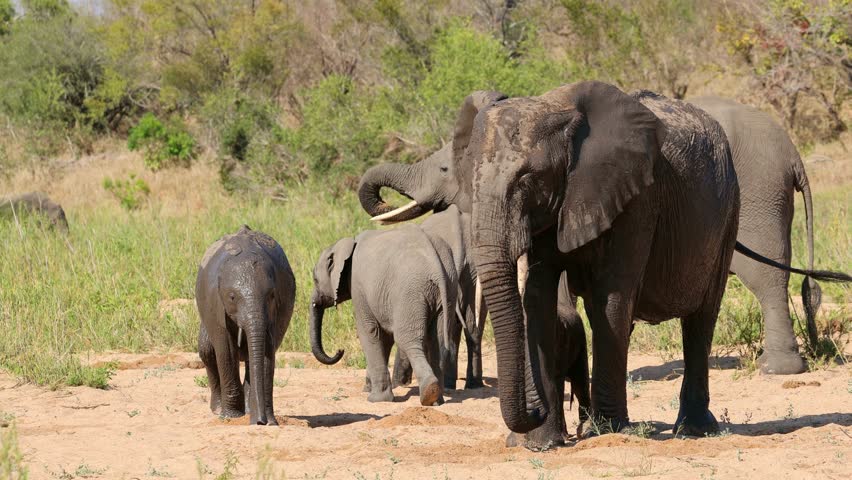 Herd of African elephants (Loxodonta africana) drinking water in a sandy riverbed, Kruger National Park, South Africa