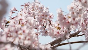 4K video of cherry blossoms in full bloom swaying in the wind.
4K 120fps edited to 30fps.