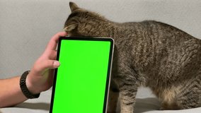 Green monitor with chromakey in a hand against the background of an affectionate cat. Man's hand holds a gadget, and a cat rubs next to him. Tabby cat with round eyes close-up. Horizontal video with a