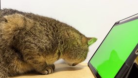 A curious cat examines the touch green screen of a laptop. Tabby kitten with chroma key green screen. Horizontal video with pet template for web advertising of an online store.