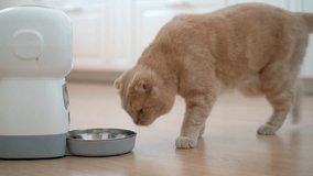 Smart cat feeder pouring a portion of dry food in the kitchen. Hungry cat running to the automatic robot feeder. Pet nutrition, day ration, pet's device, weight control, pet care - Powered by Shutterstock - Get 15% off with code: PIKWIZARD15