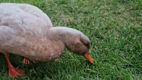 Gray Duck eating grass video. Close up slow motion