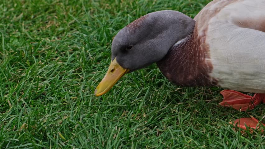 Wild  gray and brown Duck eating green grass. Close up slow motion video Royalty-Free Stock Footage #3437629647