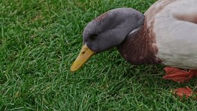 Wild  gray and brown Duck eating green grass. Close up slow motion video