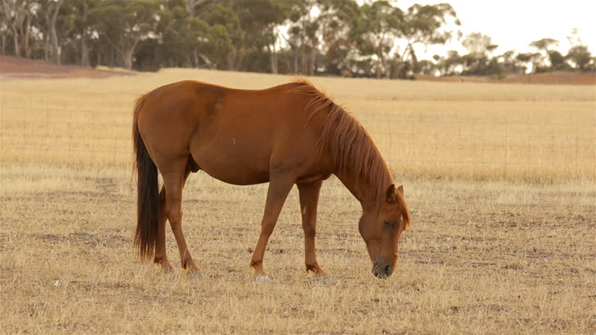 A horse grazing in dry pasture, dry in the Australian summer, in the early
