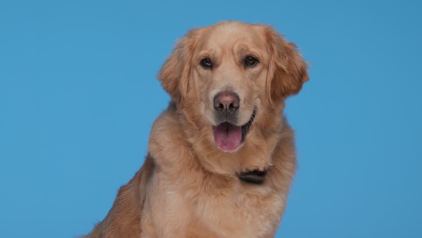 project video of adorable little golden retriever boy panting with tongue exposed, looking around and sitting on blue background Royalty-Free Stock Footage #3437649373