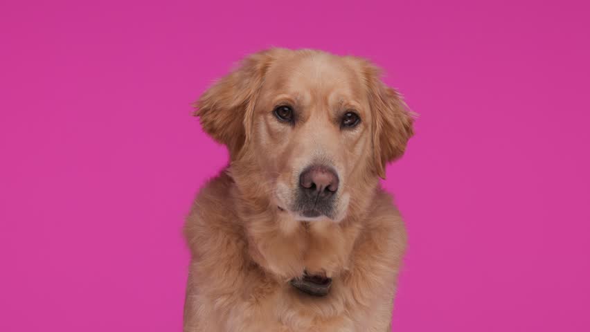 sweet golden retriever dog licking nose and panting with tongue exposed while looking forward and sitting on pink background Royalty-Free Stock Footage #3437650739
