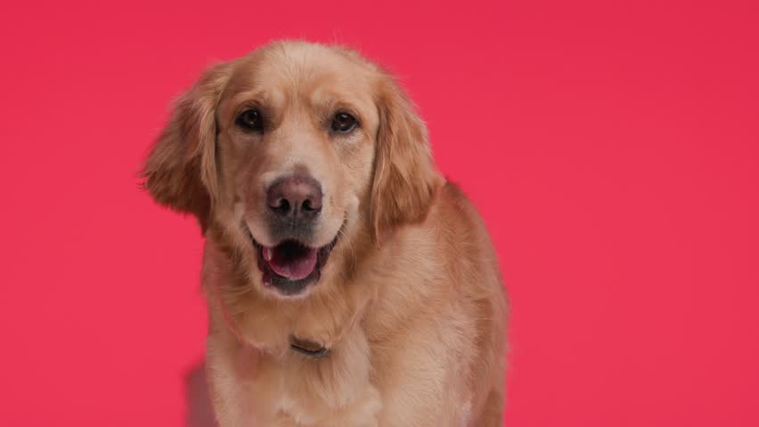 beautiful golden retriever dog sticking out tongue and panting while standing, looking to side and moving in front of red background Royalty-Free Stock Footage #3437652877