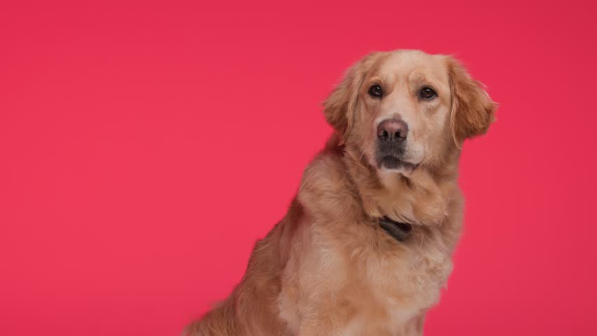side view of adorable Goldie puppy with red collar sitting and panting with tongue exposed while looking to side in front of red background Royalty-Free Stock Footage #3437653543