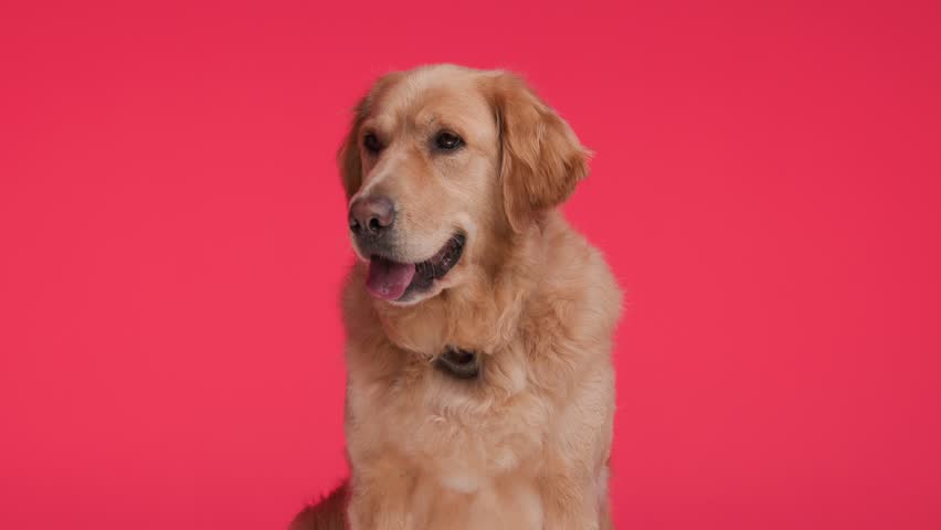 cute little golden retriever puppy with red collar sitting and looking forward while panting with tongue exposed on red background Royalty-Free Stock Footage #3437654253