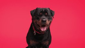 project video of beautiful rottweiler dog sticking out tongue and panting while looking up and sitting on red background