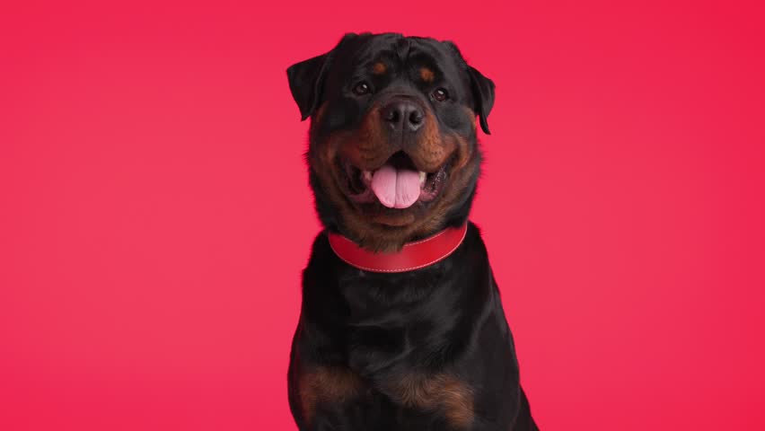 beautiful rottweiler adult dog wearing red collar, panting with tongue exposed, dripping saliva and sitting on red background Royalty-Free Stock Footage #3437662177
