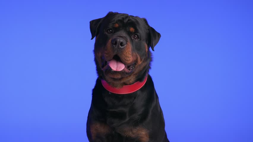 curious big black rottweiler dog tilting head, panting with tongue exposed, excited for food and dripping saliva on purple background Royalty-Free Stock Footage #3437662615