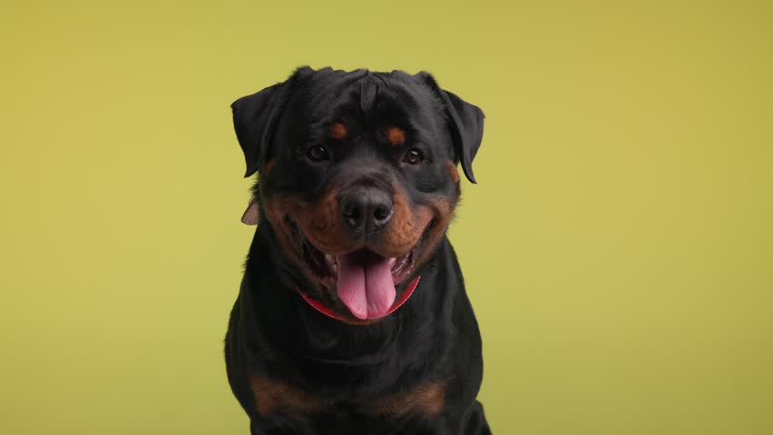 eager rottweiler adult puppy sitting, looking forward, panting with tongue exposed, tilting head and licking nose on yellow background Royalty-Free Stock Footage #3437663641