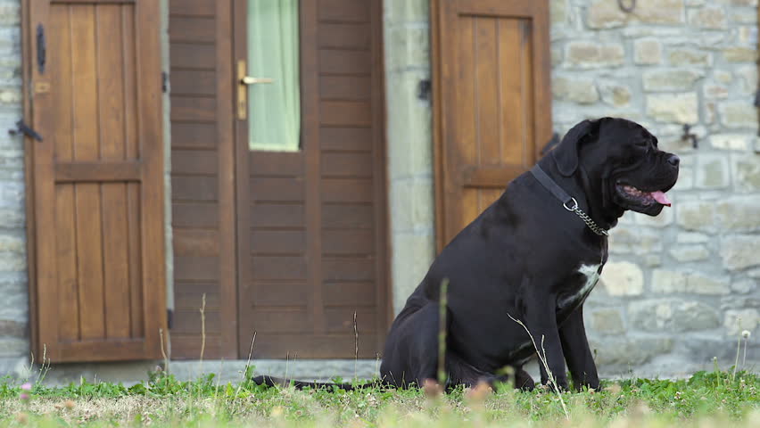 The Big Black Dog Cane Corso guards the house near entrance. Italy country