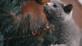 Close up, British Gray Cat Playing with Christmas Decorations on a Fir Branch. Funny purebred cat with green eyes catches a golden glass ball with paws. Blurred motion. Christmas tree. New year, 2025. - Powered by Shutterstock - Get 15% off with code: PIKWIZARD15