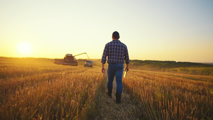 Farmer worker man in cap with tablet working on field controls working of combine harvester harvesting ripe wheat at sunset, rear view. Food production, farm, country industry, machine concept. Royalty-Free Stock Footage #3437776675