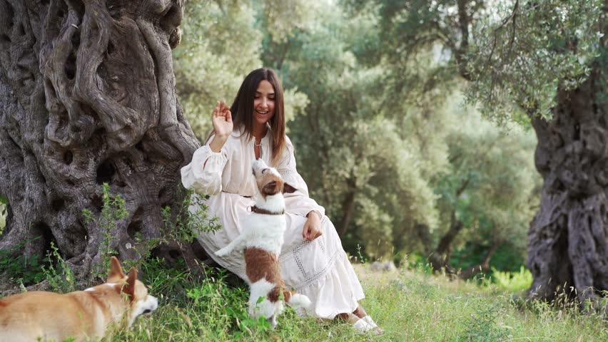 A serene moment unfolds as a woman enjoys playtime with two joyful dogs Welsh Corgi Pembroke and Jack Russell Terrier in a lush grove Royalty-Free Stock Footage #3437800033