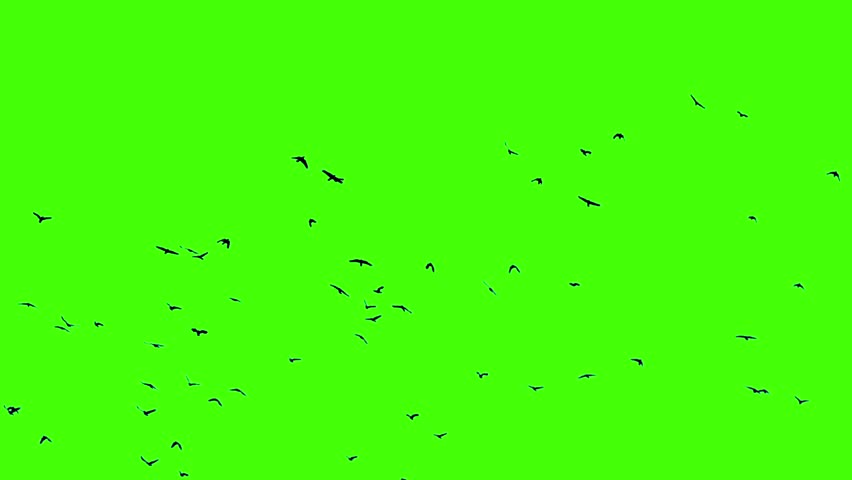 Real video of birds flying on a green screen. Royalty-Free Stock Footage #3437922739