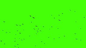 Real video of birds flying on a green screen.