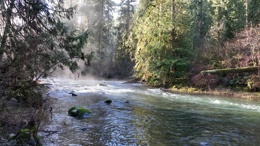 Morning sunlight illuminates mist on Eagle Creek as it flows through a beautiful Oregon forest. The many watersheds throughout the Pacific Northwest are vital habitats for native fish.